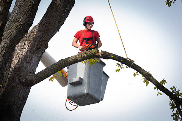 Reliable Roosevelt, UT Tree Service Solutions